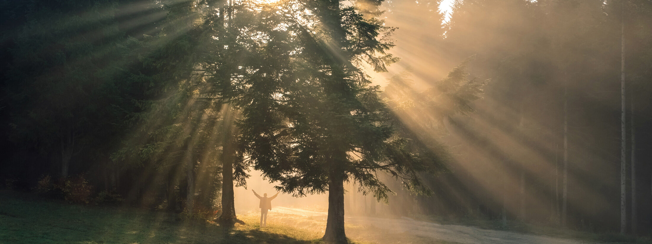 Forest Bathing