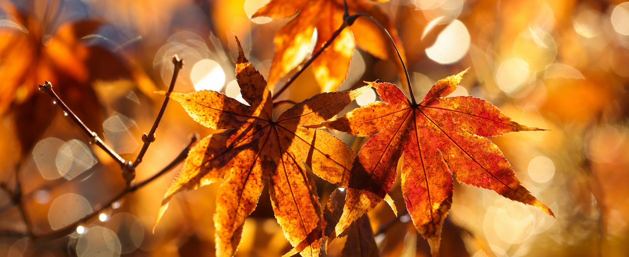 Embrace Fall With Ayurveda