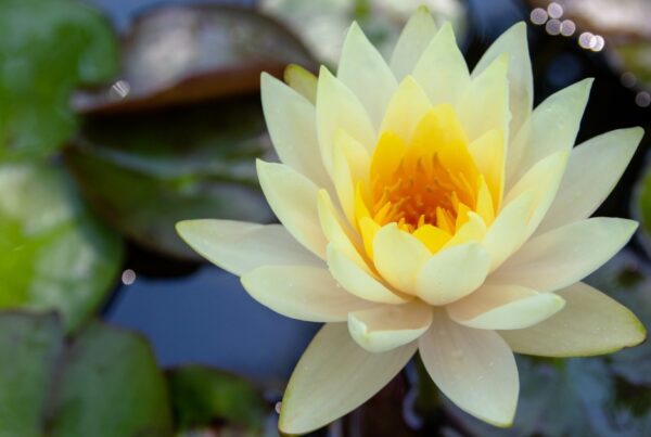 Aradhana for Baba Hari Dass hero image with blooming lotus
