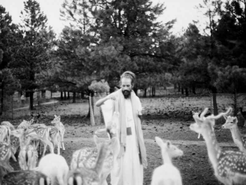 Babaji feeding deer