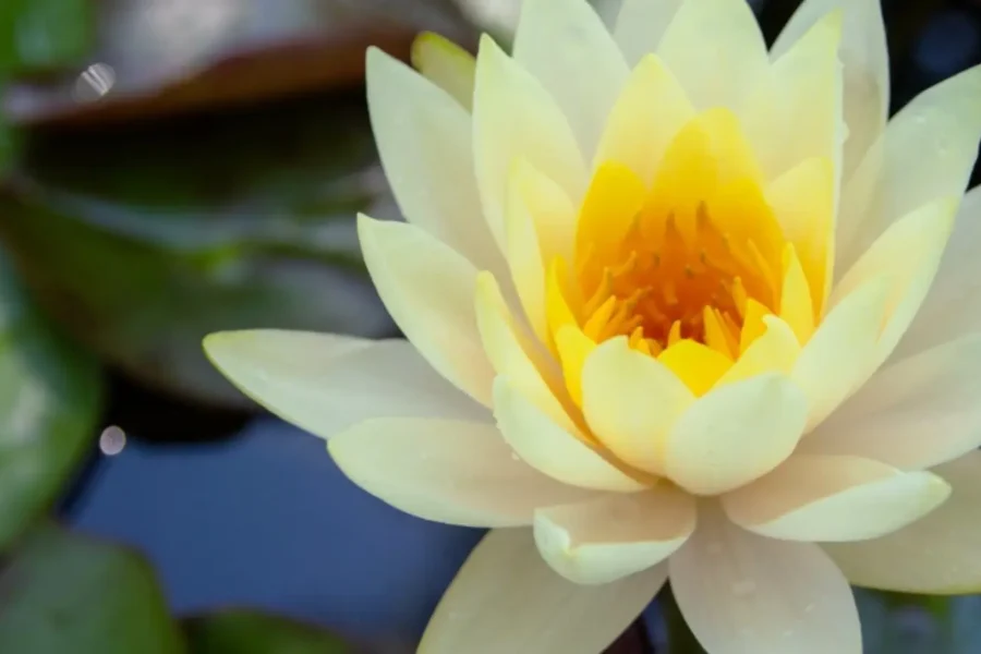 Aradhana for Baba Hari Dass banner image with blooming lotus