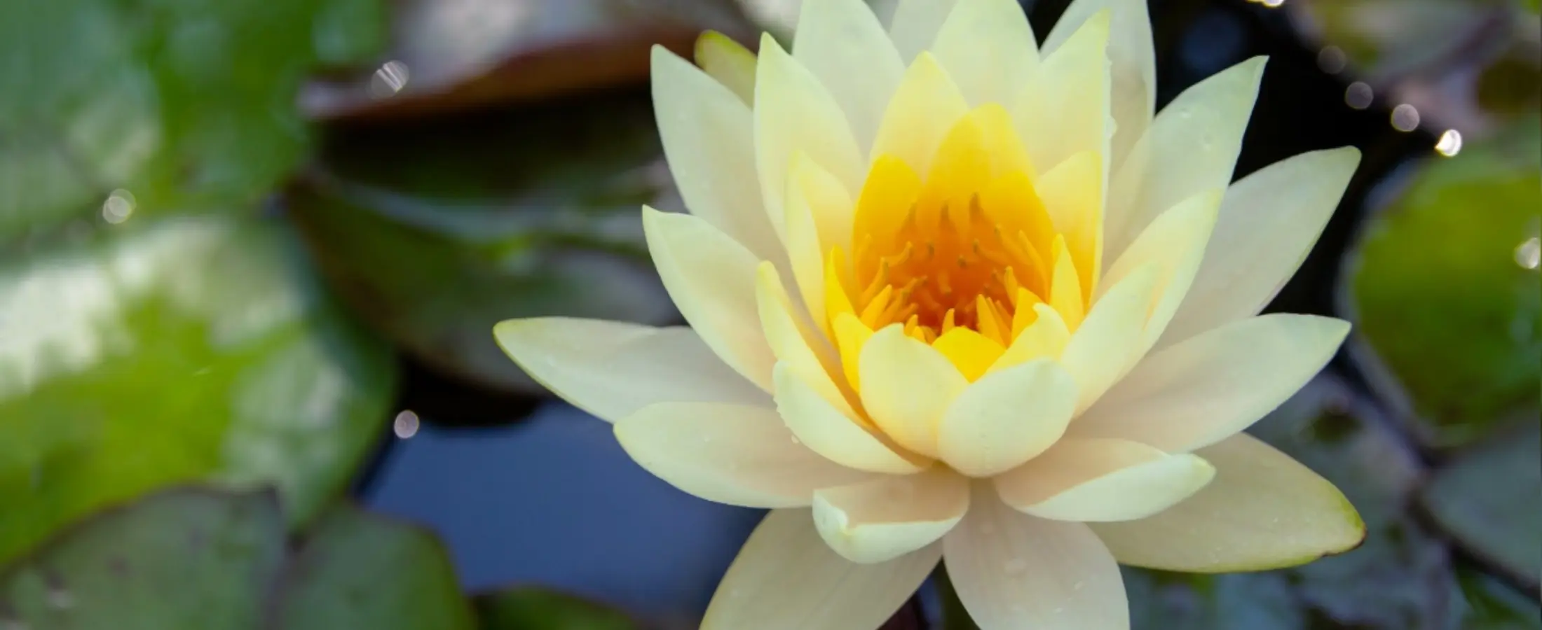 Honoring Our Ancestors: Aradhana for Baba Hari Dass