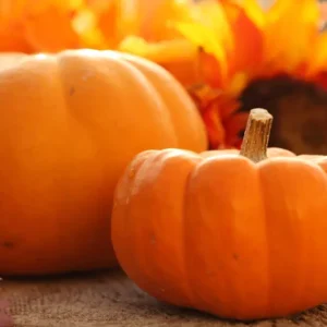 mount madonna school fall festival arts & crafts pumpkin and sunflower