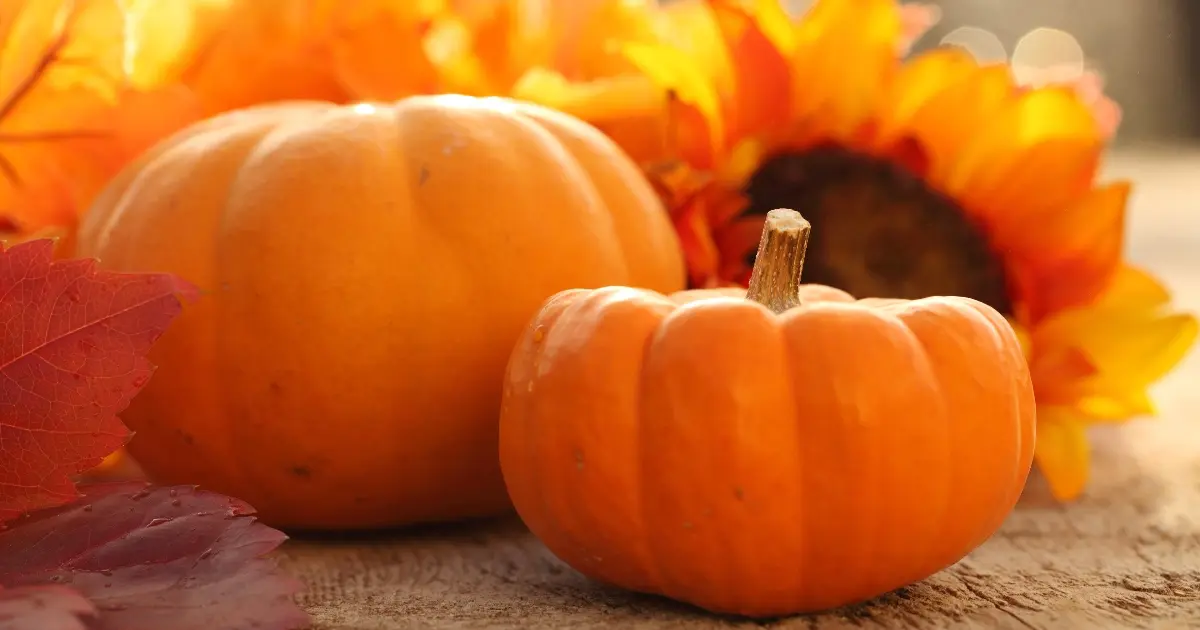 mount madonna school fall festival arts & crafts pumpkin and sunflower