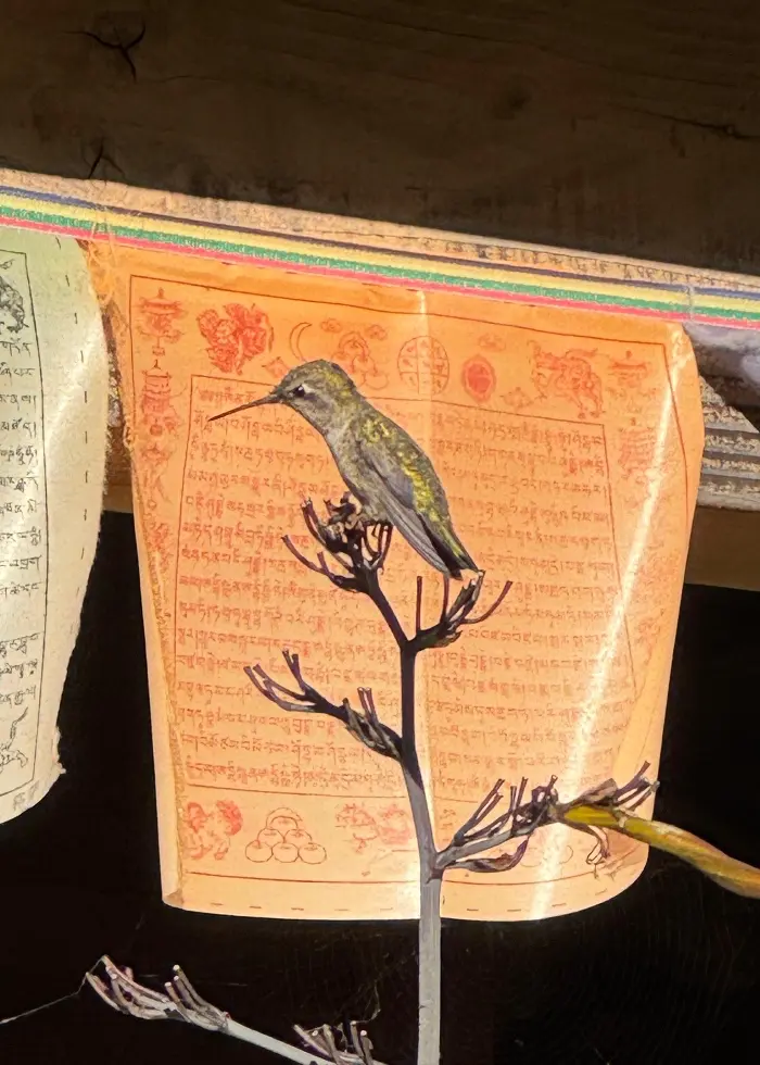 Hummingbird perched on a branch at Mount Madonna Center, ancestral land of the Ohlone and Esselen peoples