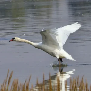 A swan image for The Heart and Ground of Being Retreat