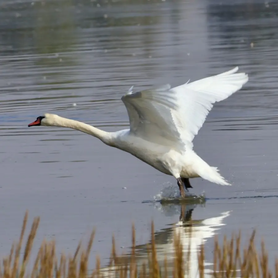 A swan image for The Heart and Ground of Being Retreat