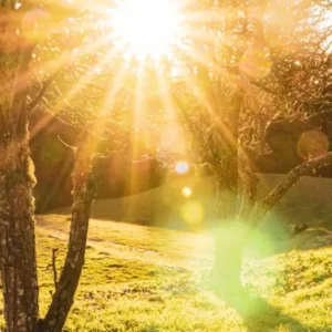 Photo of sun beams through the trees and deer in grass for Sun Salutation Mini-Workshop