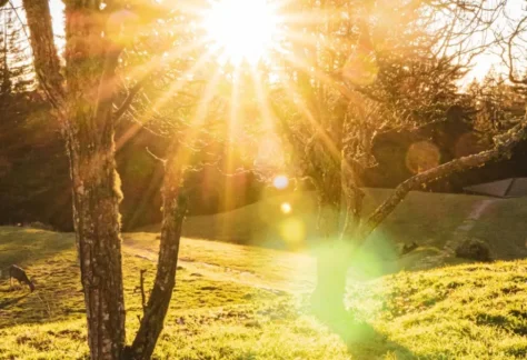 Photo of sun beams through the trees and deer in grass for Sun Salutation Mini-Workshop