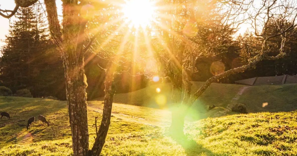 Photo of sun beams through the trees and deer in grass for Sun Salutation Mini-Workshop