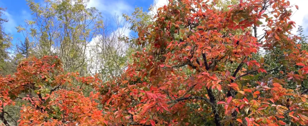 Persimmon tree with red and orange leaves for Thanksgiving 2025
