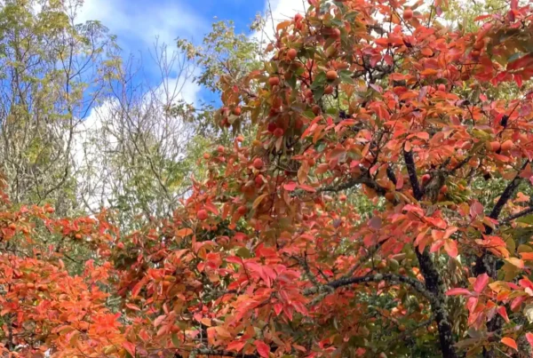 Persimmon tree with red and orange leaves for Thanksgiving 2025