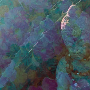 Picture for DharmaBridge Retreat 2026.