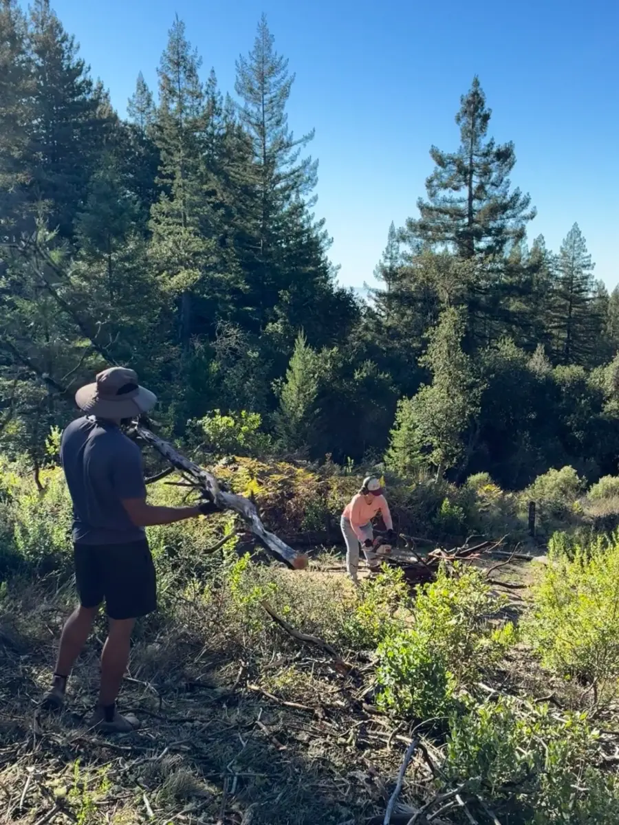 Gathering tree limbs for wildfire prevention in the redwood forest.