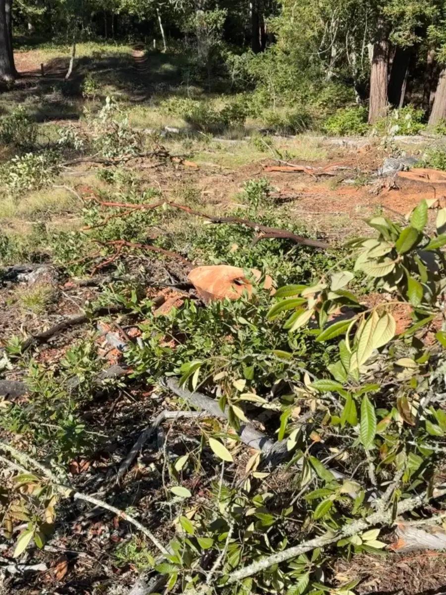Pile of dead branches ready to become a burn pile for responsible forest maintenance.