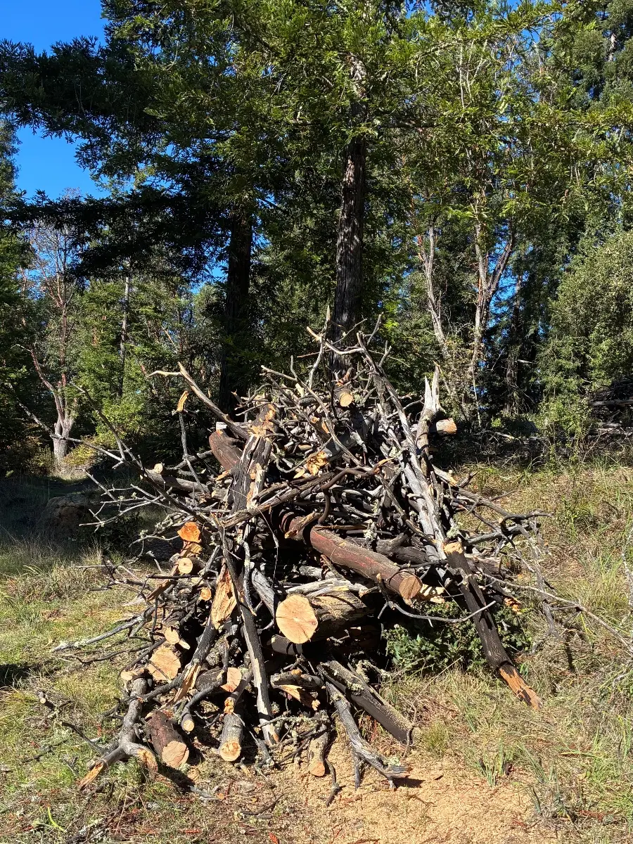Pile of dead branches became a burn pile ready to burn in land management effort.