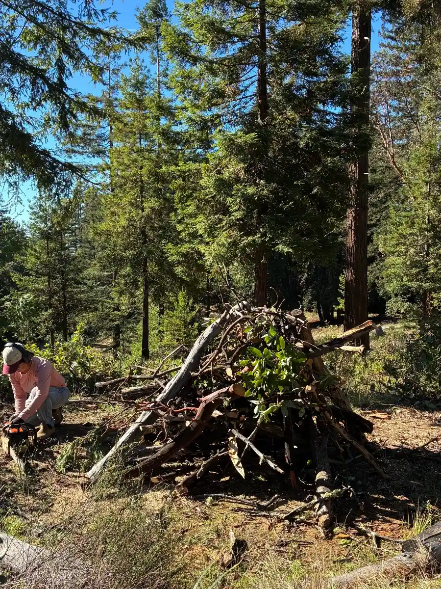 Practicing land stewardship in the redwood forest by building burn piles.
