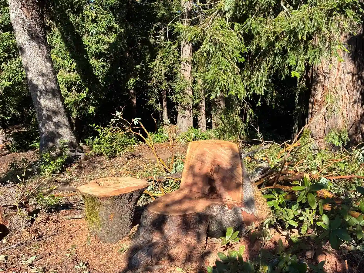 Creative tree stump carving in the redwood forest in Northern California.