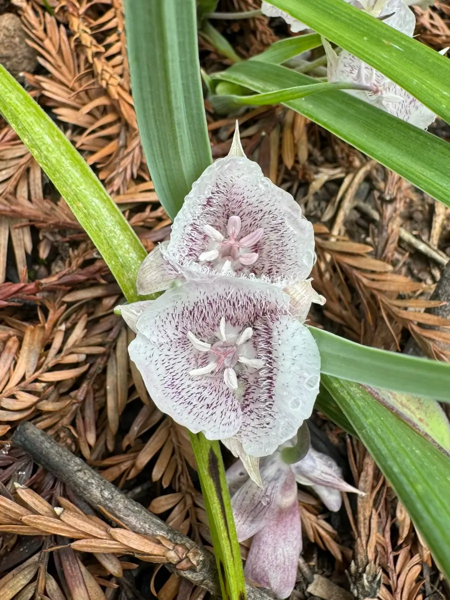 Photo of mariposa lily, courtesy of Soma Goresky, at Mount Madonna in the Santa Cruz Mountains of Northern California