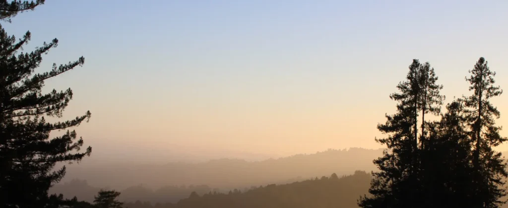 View of trees from Mount Madonna, recently featured in holiday gift guide article by Elizabeth Borelli for GoodTimes