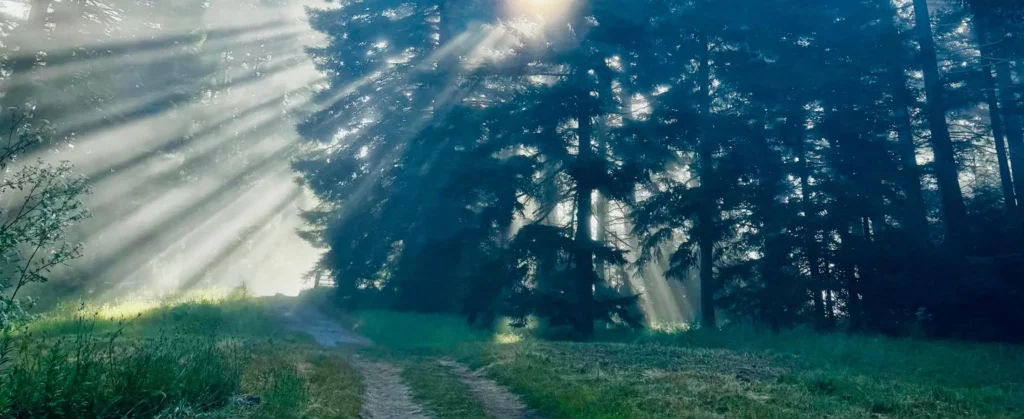 Light streams through trees on forest path, for article welcoming Mount Madonna's first Philanthropy Director, Andy Tompsett