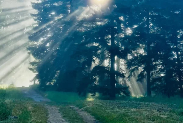 Light streams through trees on forest path, for article welcoming Mount Madonna's first Philanthropy Director, Andy Tompsett