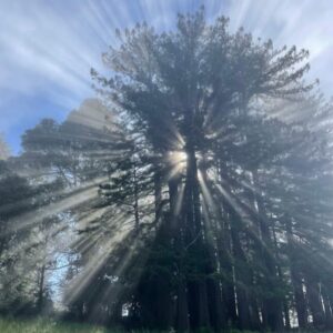 Sunlight streaming through trees on foggy morning for Nonviolent Communication Training Event 2026.
