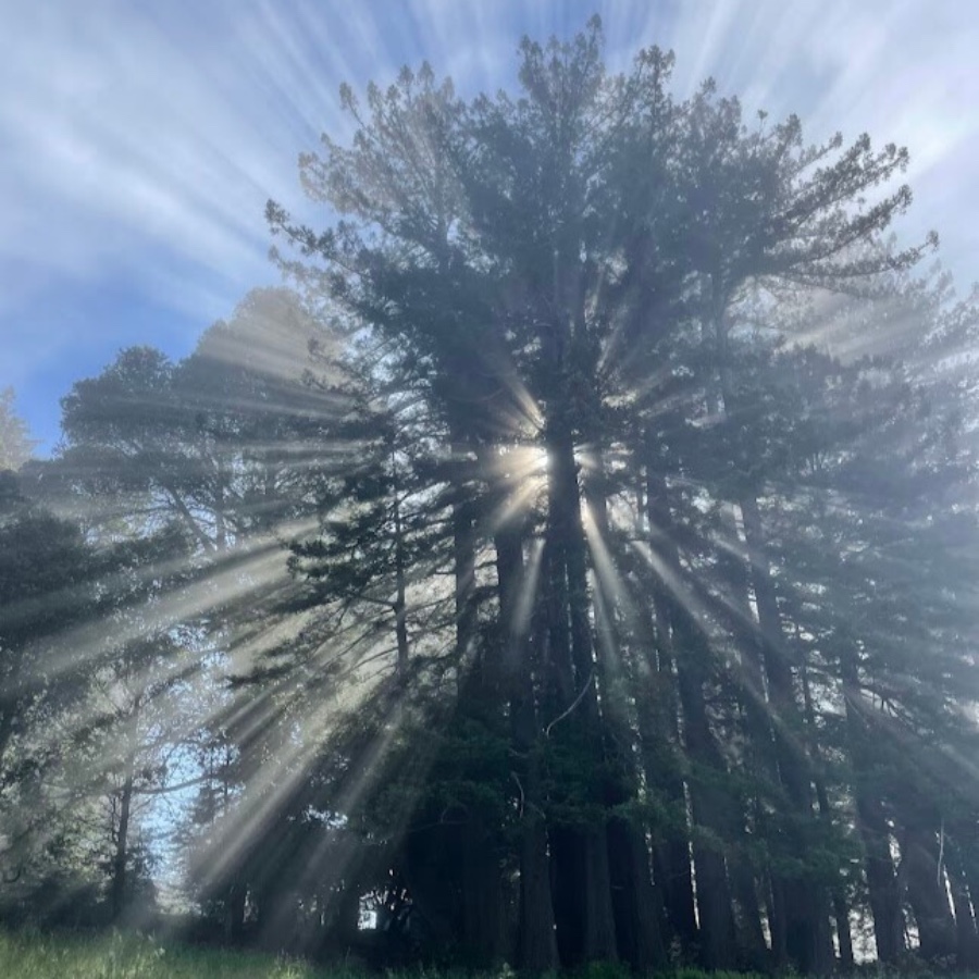 Sunlight streaming through trees on foggy morning for Nonviolent Communication Training Event 2026.