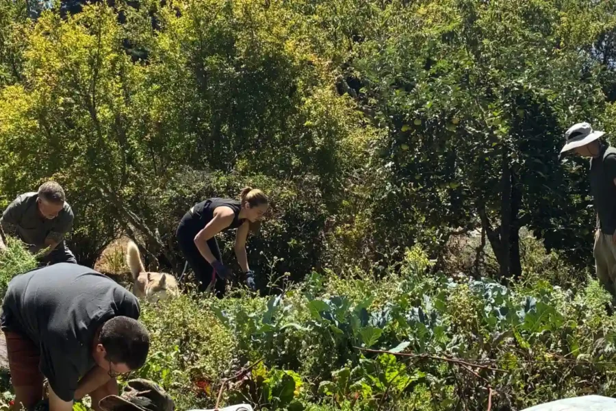Rotational volunteers work in the garden at Mount Madonna over the summer