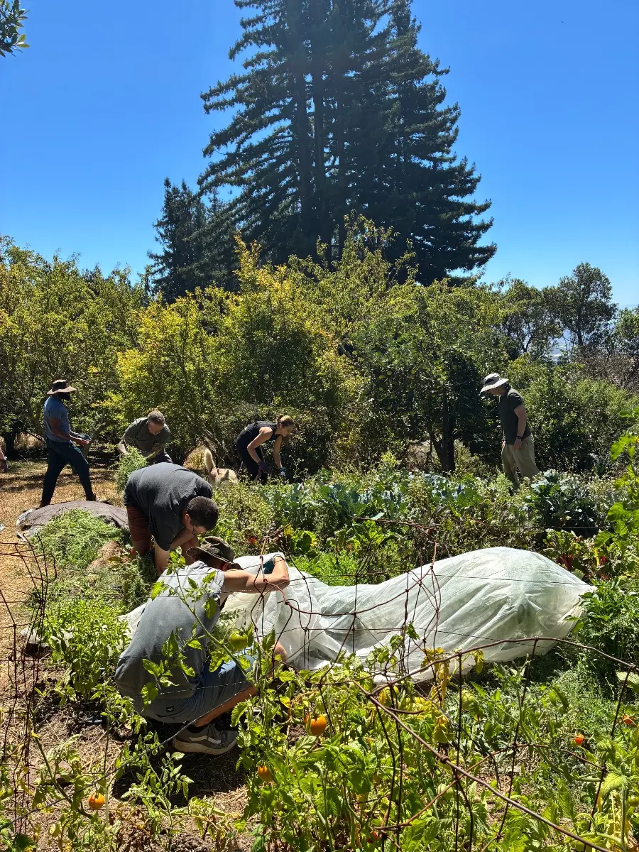 Rotational volunteers in the garden during the summer cohort of the Volunteer Program at Mount Madonna.