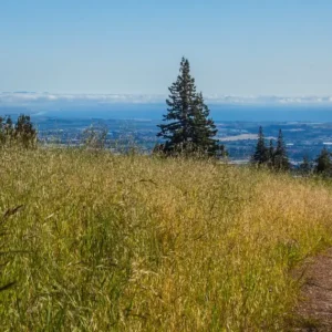 Path through the redwoods and meadows with view of the ocean and Mount Madonna, for the Hanuman Fellowship Mid-Year Meeting