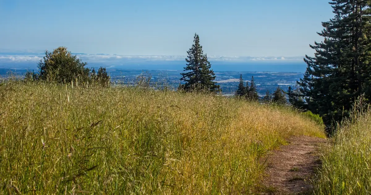 Path through the redwoods and meadows with view of the ocean and Mount Madonna, for the Hanuman Fellowship Mid-Year Meeting