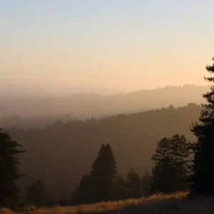 View of the forested hills and redwood trees for the Hanuman Fellowship annual Mid-Year Meeting at Mount Madonna