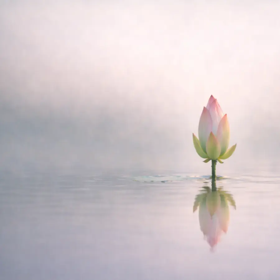 Lotus above water for the Restlessness to Resting in Awareness Retreat