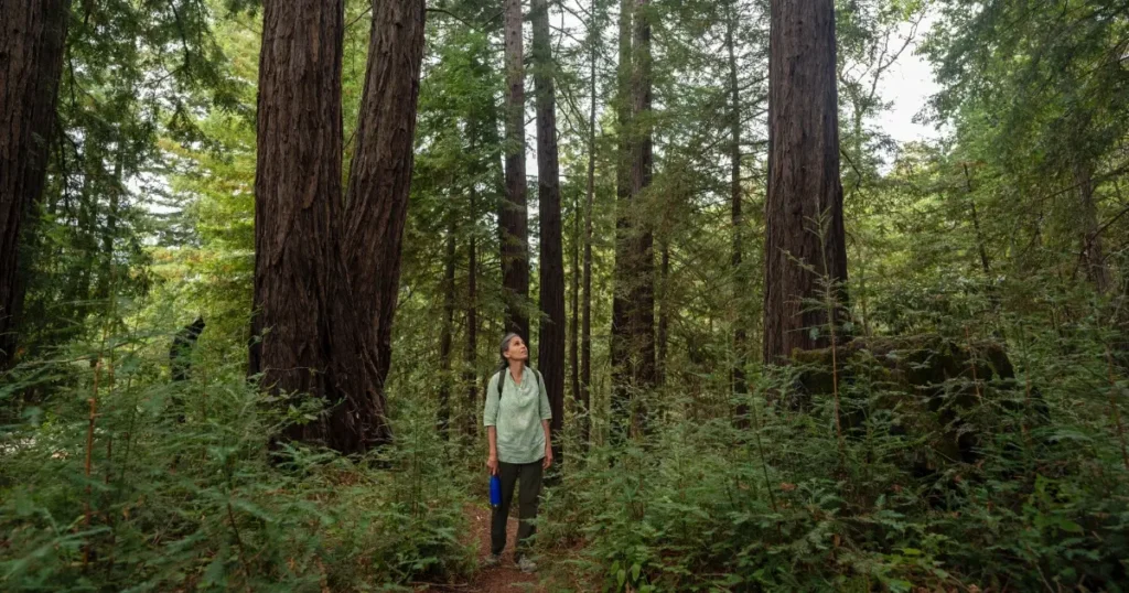 A person standing in the redwoods over Mother's Day Weekend.