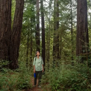 A person standing in the redwoods over Mother's Day Weekend.