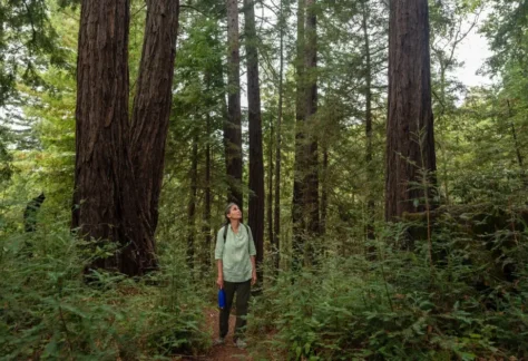 A person standing in the redwoods over Mother's Day Weekend.