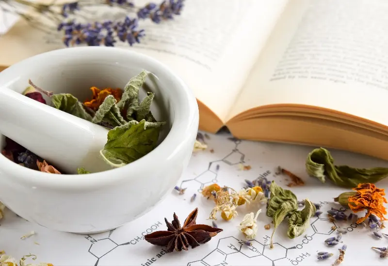 Open book with herbs and botanical elements representing the philosophy and Ayurveda curriculum of Mount Madonna's YTT 300