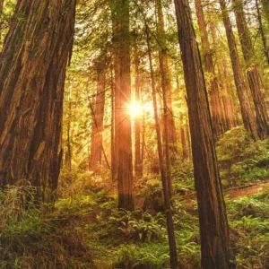Sun rays through the trees for Reset in the Redwoods with Ally Hamilton.