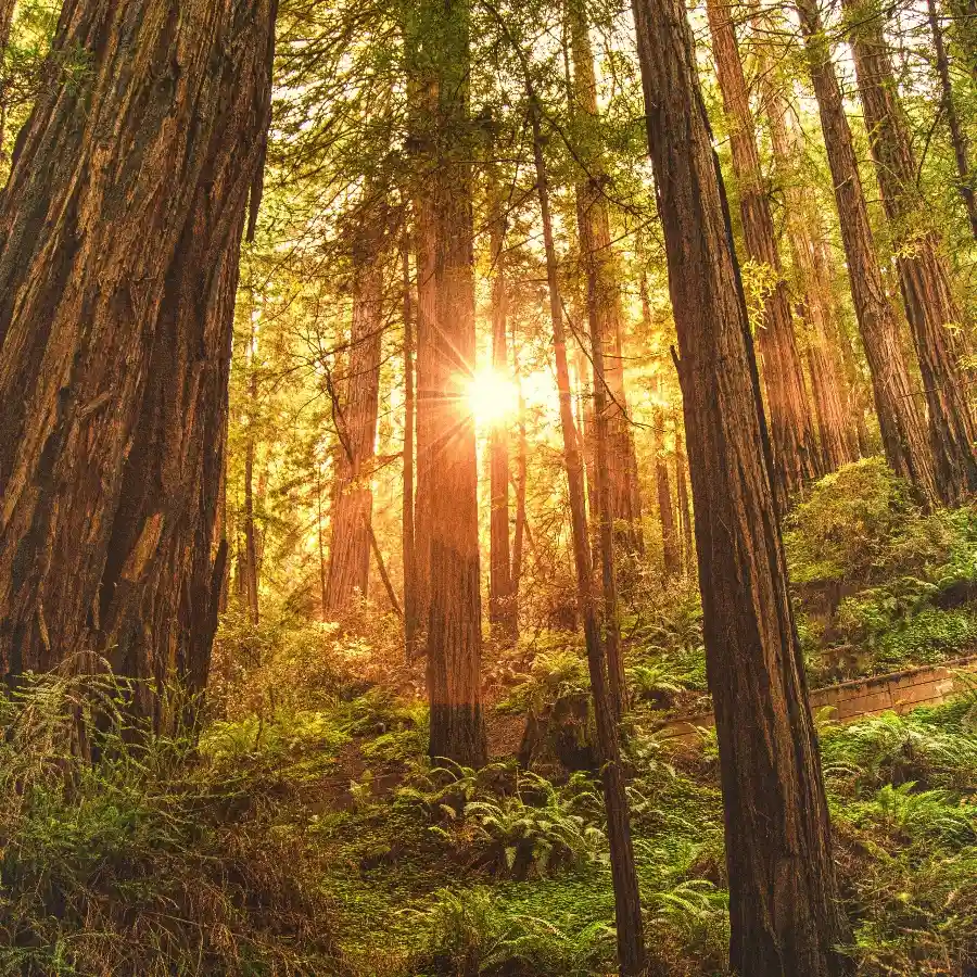 Sun rays through the trees for Reset in the Redwoods with Ally Hamilton.