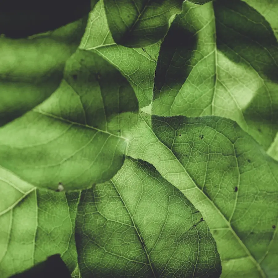 Close up of leaves for Spirit Rock's Regenerative Training for Environmental Professionals