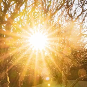 Sun streaming through the trees for Surya Namaskar: Salute to the Sun