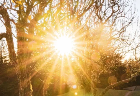 Sun streaming through the trees for Suyra Namaskar: Salute to the Sun