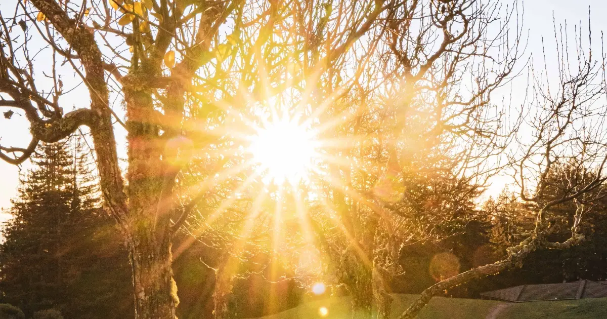 Sun streaming through the trees for Suyra Namaskar: Salute to the Sun
