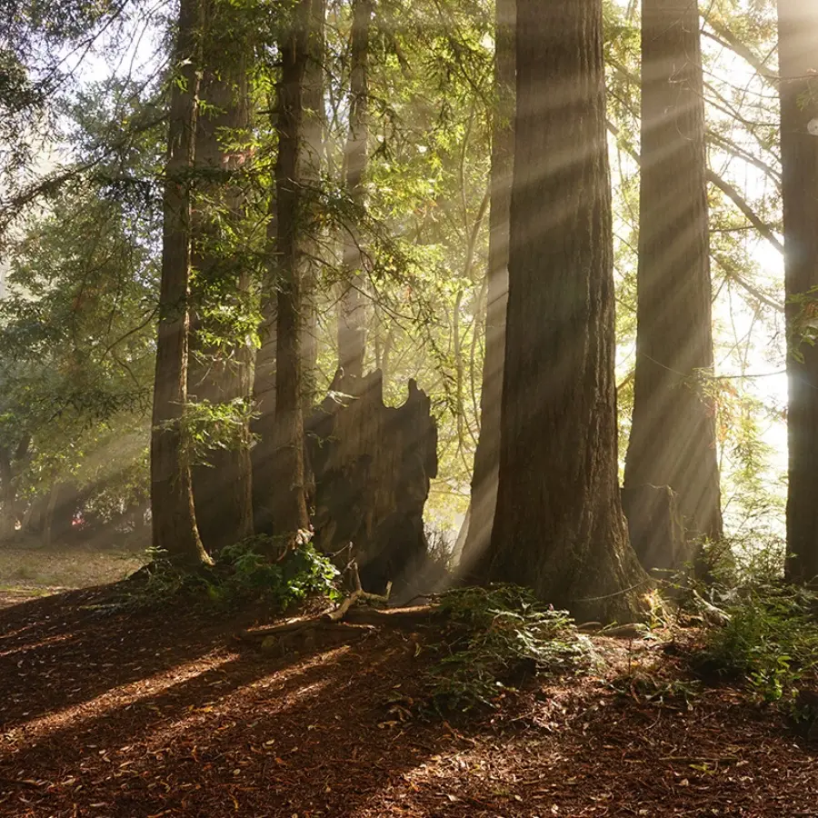 Photo of redwoods for Kirtan Fest of the West 2027